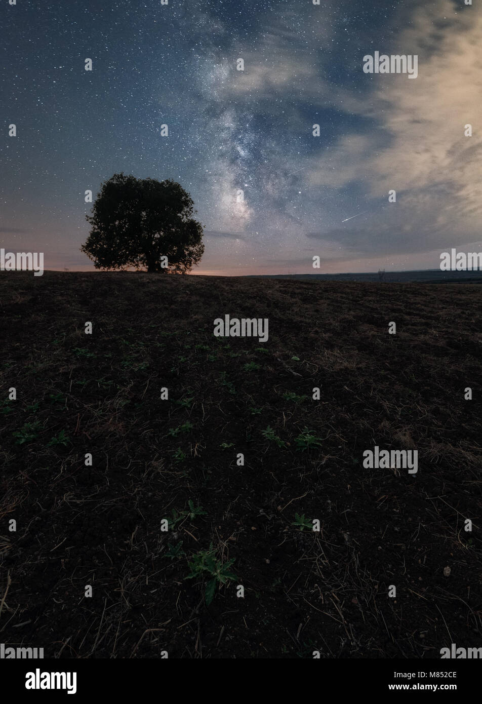 Lonely tree in a field under the Milky way Stock Photo - Alamy