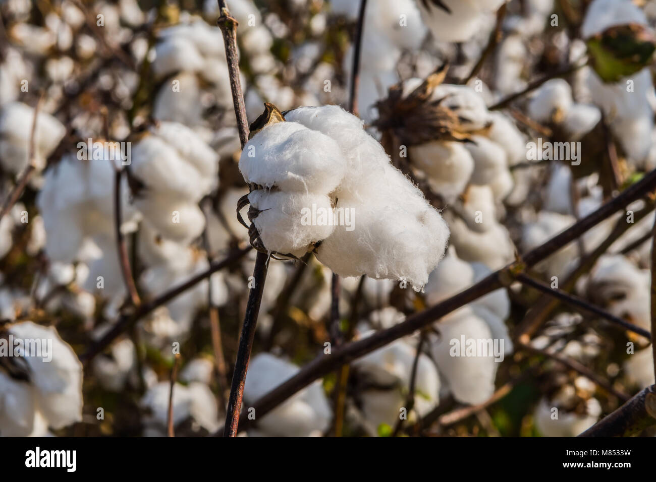Bud of Blooming Cotton Plant in field Stock Photo Alamy