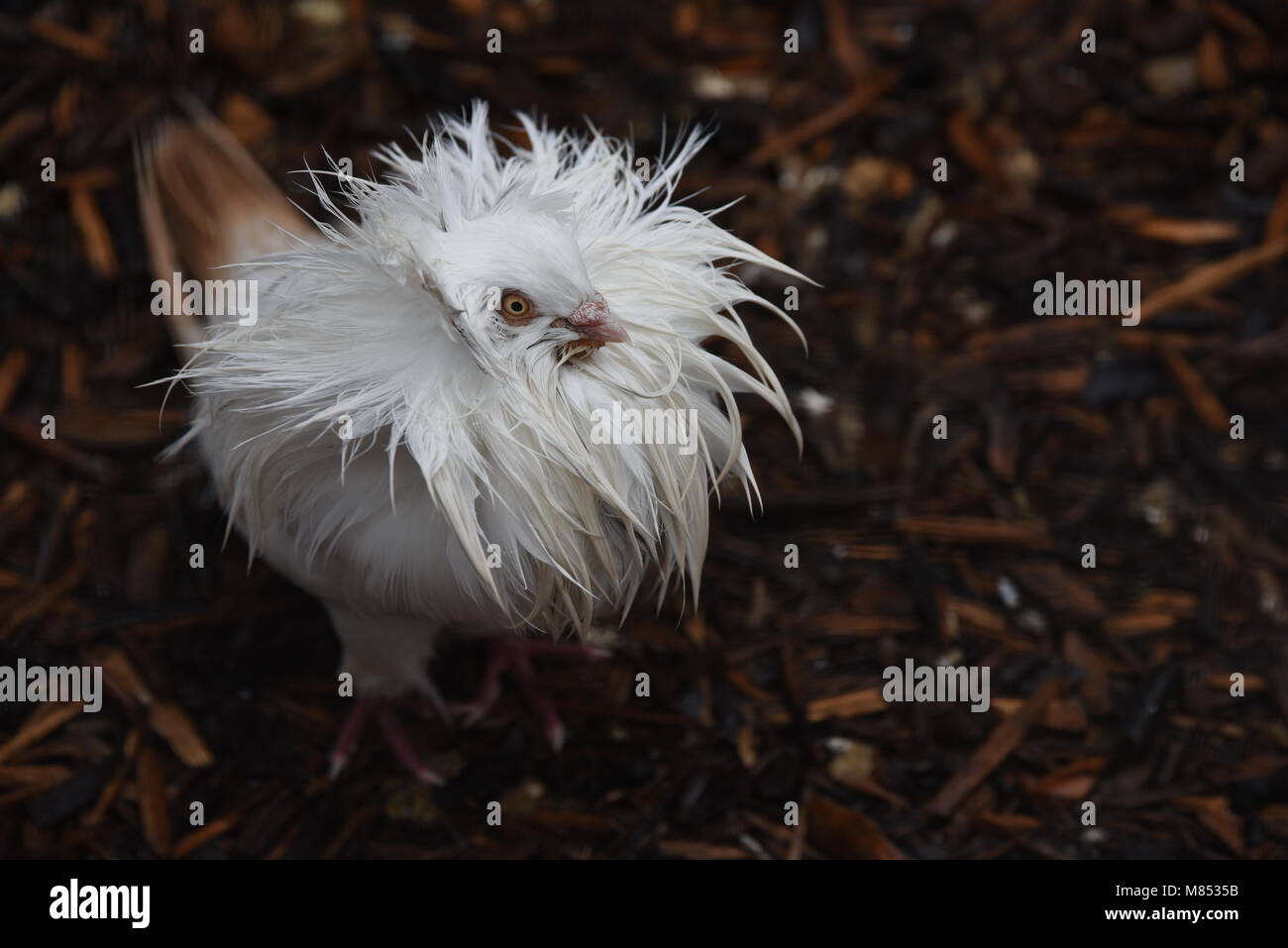 Madrid, Spain. 14th Mar, 2018. A Jacobin pigeon, soaked by rain ...