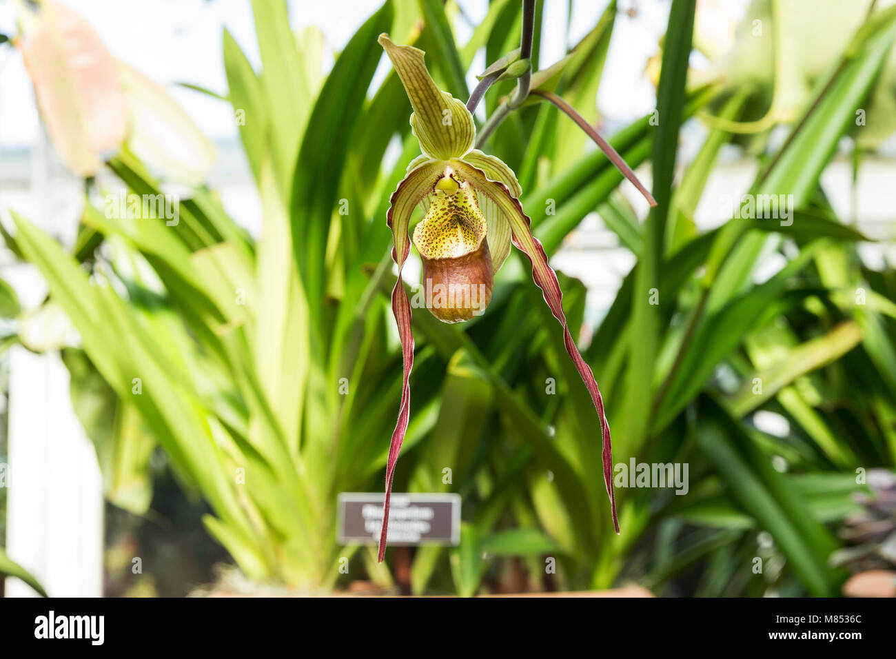 New York, United States. 14th Mar, 2018. Blooming orchid flower Credit: Lev Radin/Pacific Press/Alamy Live News Stock Photo