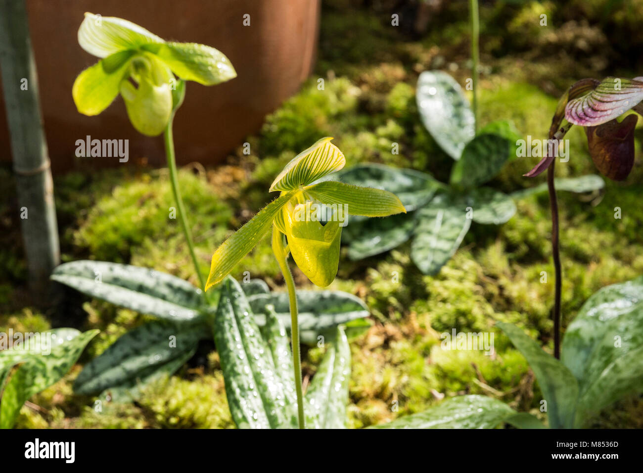New York, United States. 14th Mar, 2018. Blooming orchid flower Paphiopedilum hybrids Credit: Lev Radin/Pacific Press/Alamy Live News Stock Photo