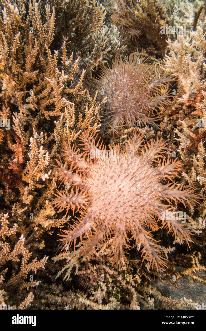 A Crown of Thorns Starfish cull carried out by volunteers ar TRACC (Tropical Research And Conservation Centre) in Sabah, Malaysia. This invasive speci Stock Photo