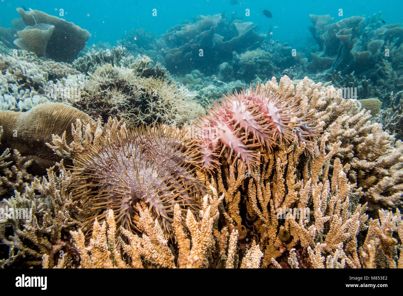 A Crown of Thorns Starfish cull carried out by volunteers ar TRACC (Tropical Research And Conservation Centre) in Sabah, Malaysia. This invasive speci Stock Photo