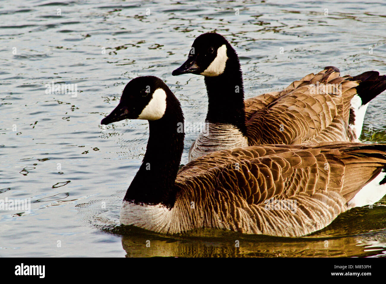 Canada Geese, Texas Panhandle Stock Photo