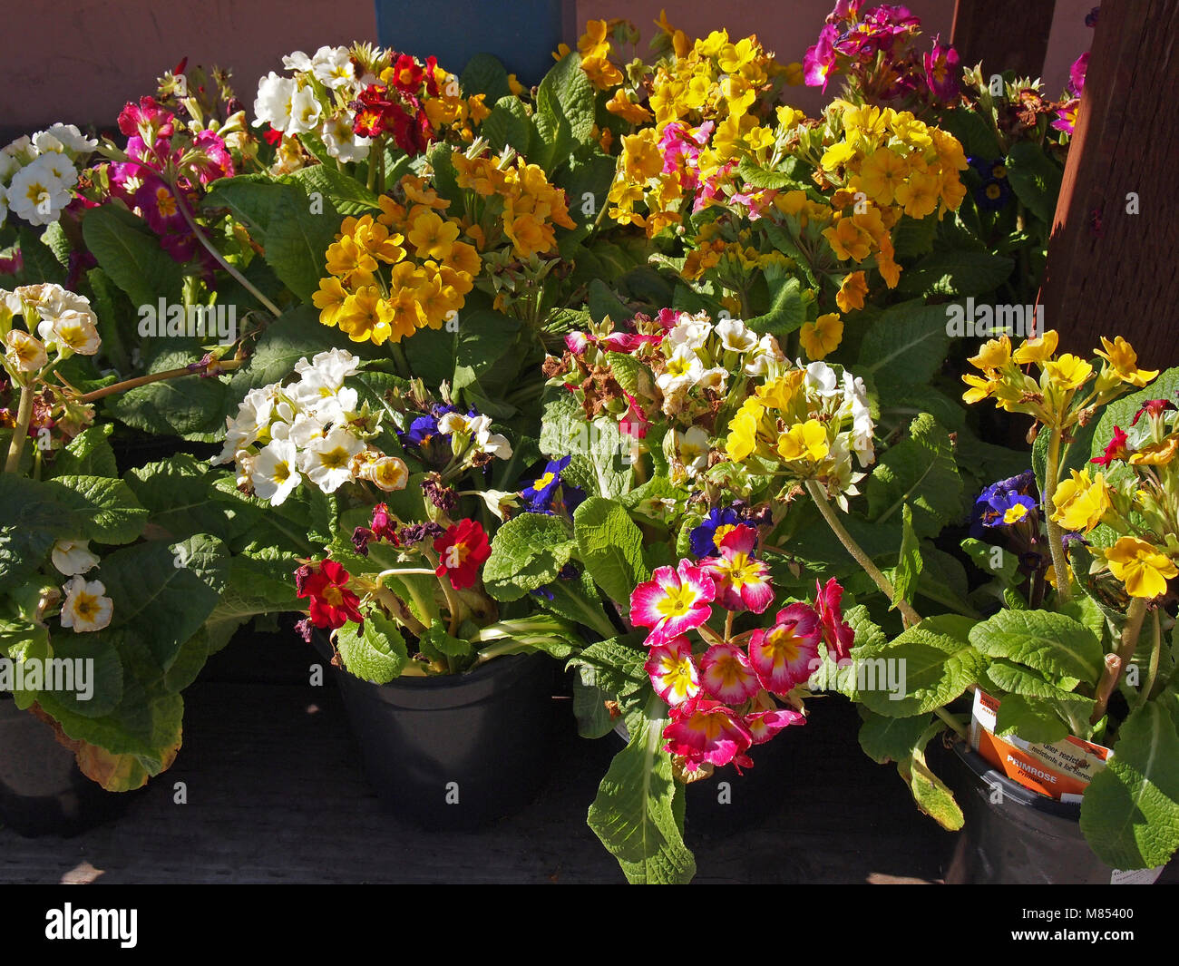 spring flowers for sale at the Home Depot Store, California, USA Stock