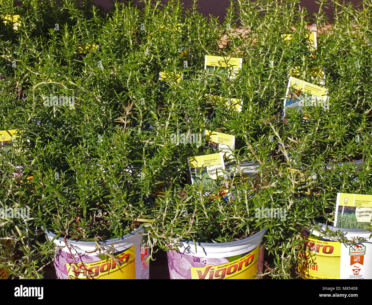 plants for sale at the Home Depot Store, California, USA, Stock Photo