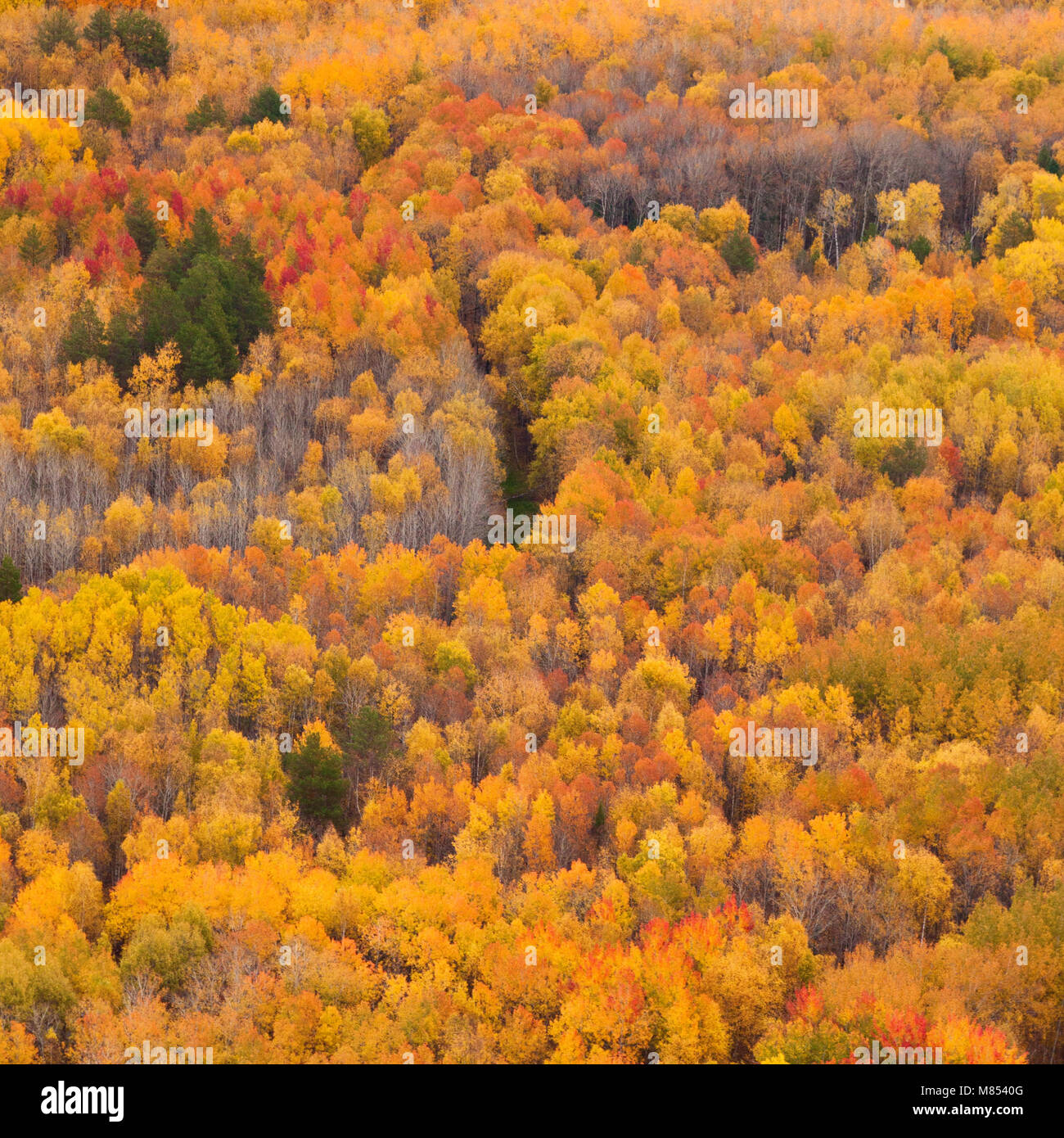 Aerial scenic autumn view of a colorful forest Stock Photo - Alamy