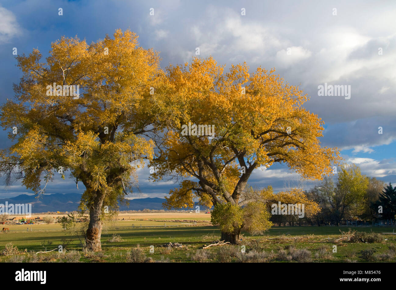 Cottonwoods in Honey Lake Valley, Lassen County, California Stock Photo 
