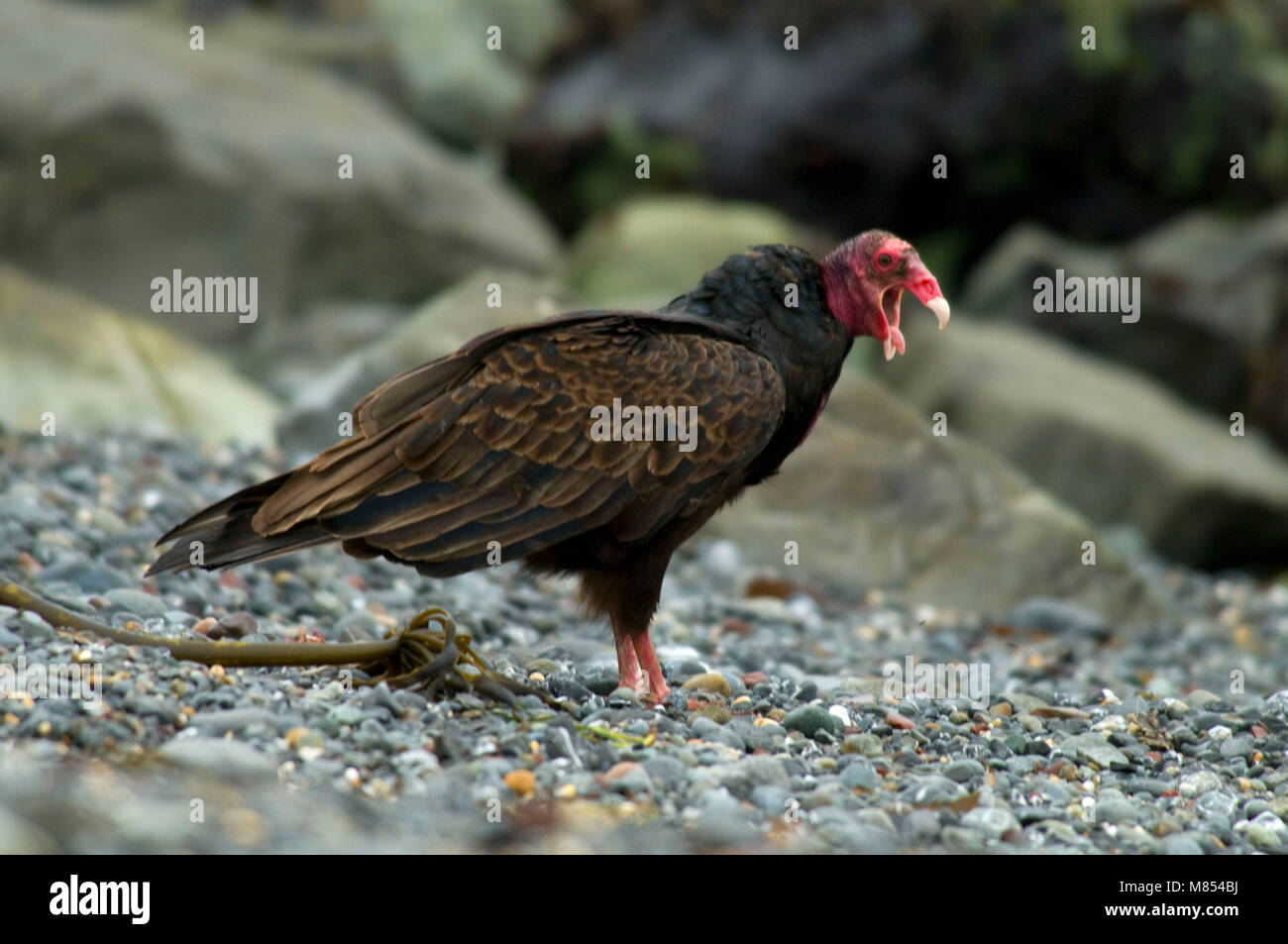 Turkey vulture, Battery Point Lighthouse Park, Crescent City
