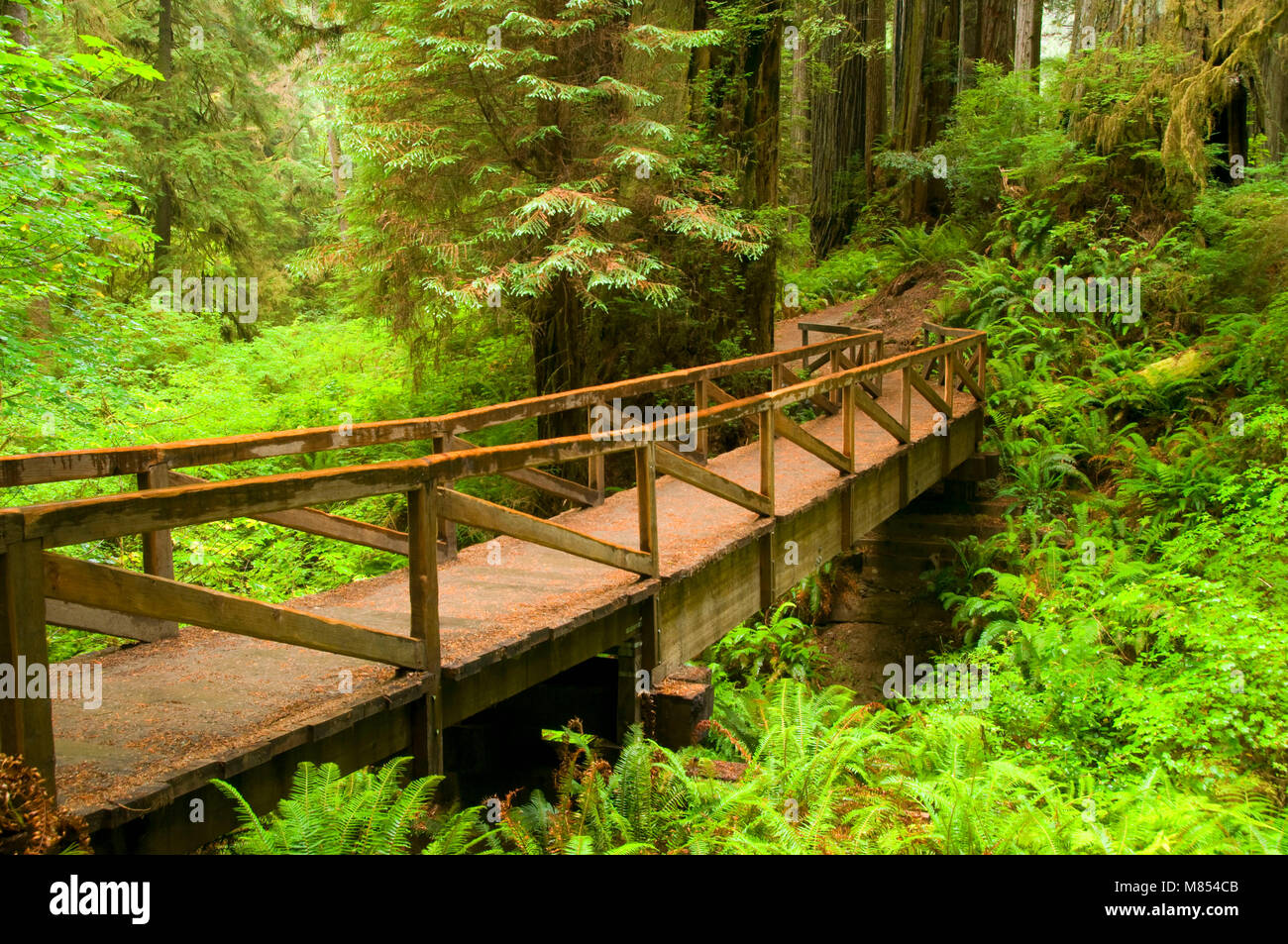 Trail bridge on James Irvine Trail, Prairie Creek Redwoods State Park, Redwood National Park