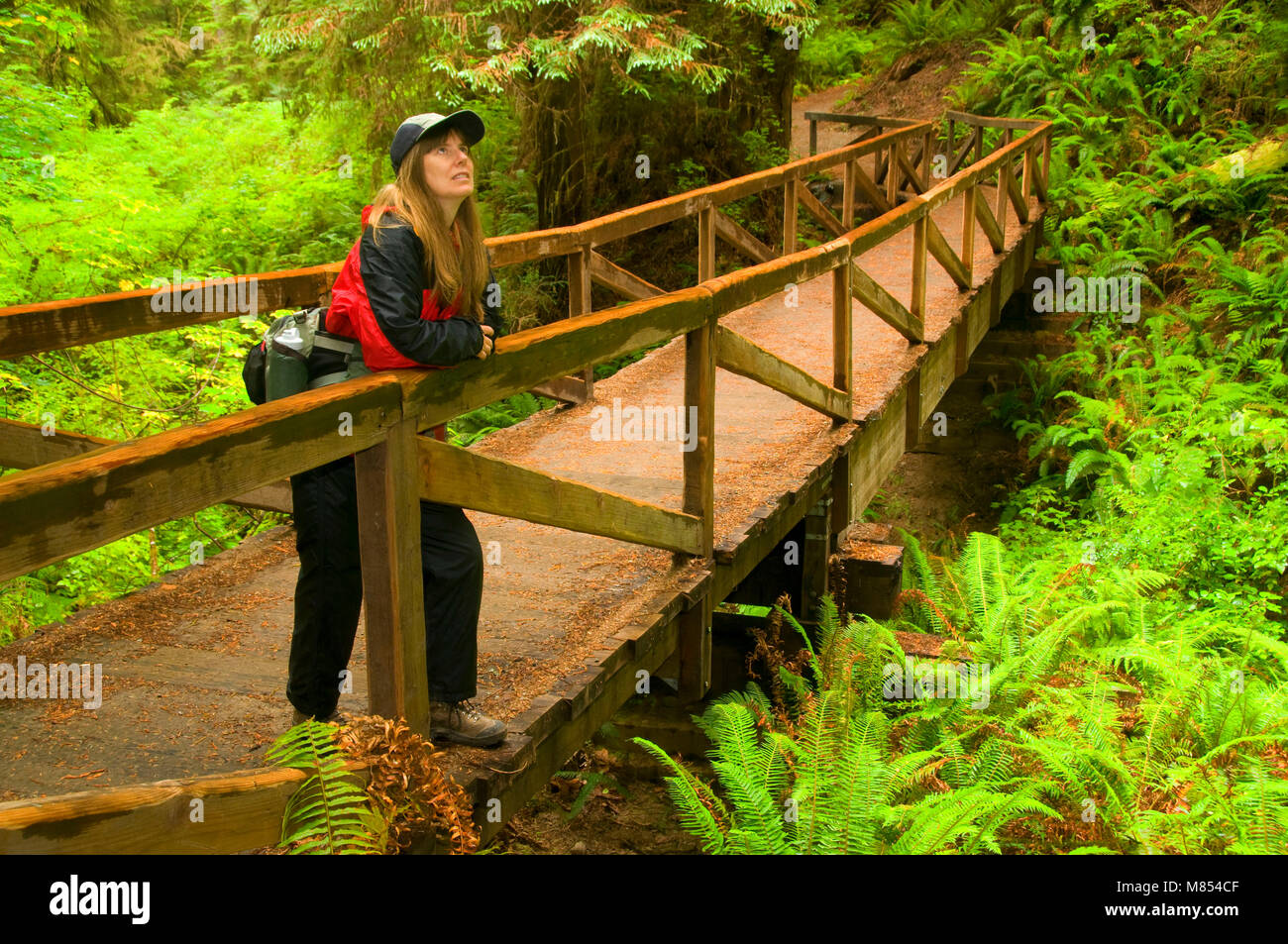 Trail bridge on James Irvine Trail, Prairie Creek Redwoods State Park, Redwood National Park