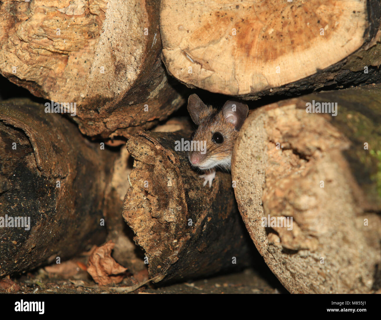 A wild Wood Mouse looking out of a wood pile in an English garden. Stock Photo