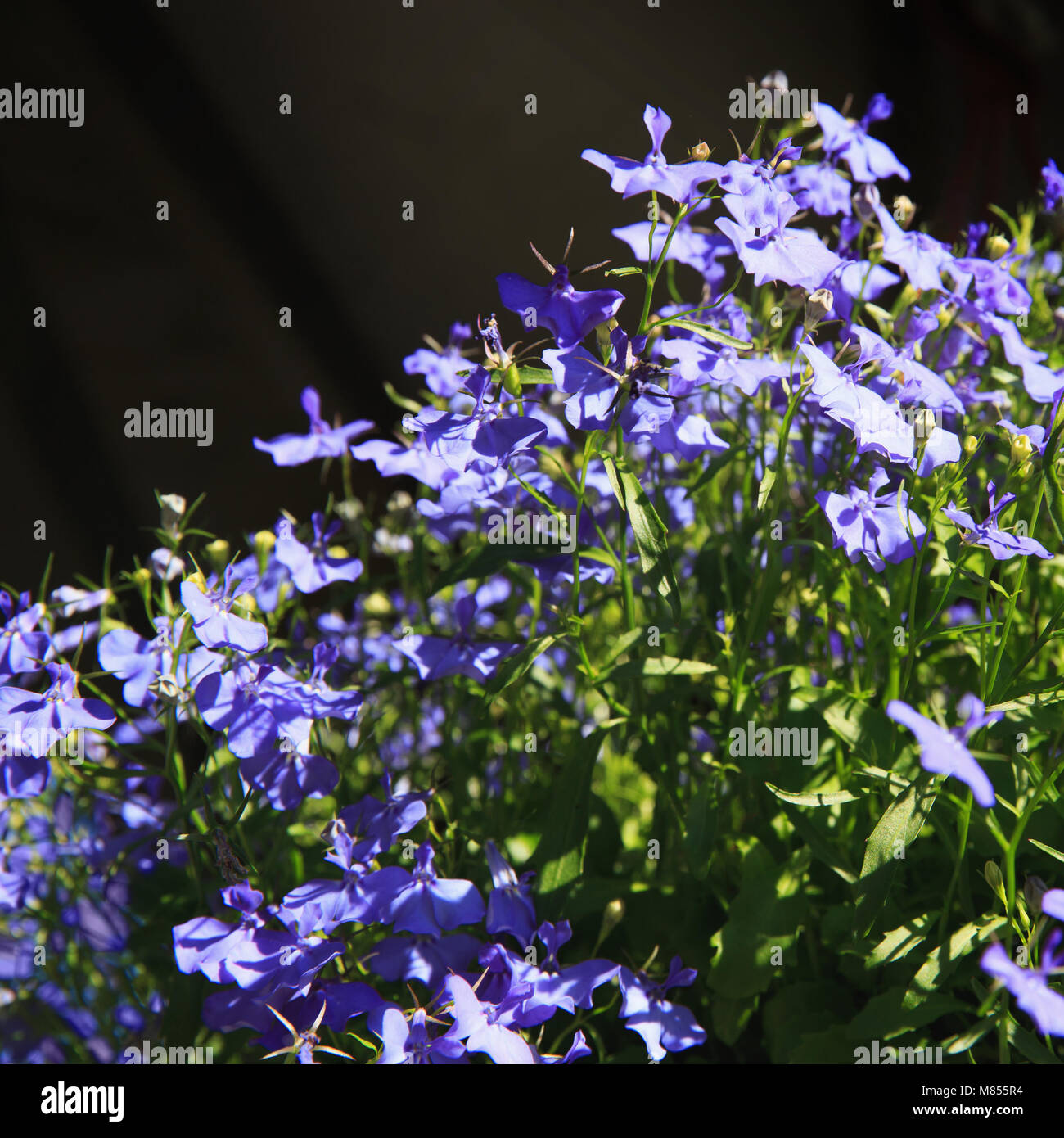 Blue Trailing Lobelia Sapphire flowers or Edging Lobelia, Garden Lobelia in St. Gallen, Switzerland. Its Latin name is Lobelia Erinus 'Sapphire', native to South Africa, Malawi and Namibia. Stock Photo