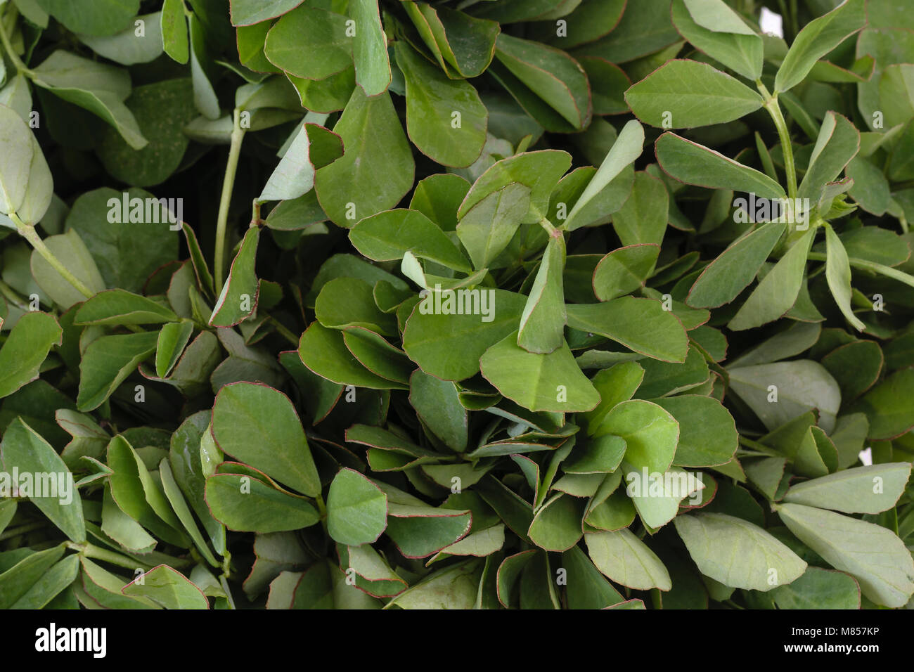 Fresh fenugreek leaves (Trigonella foenum-graecum) Stock Photo