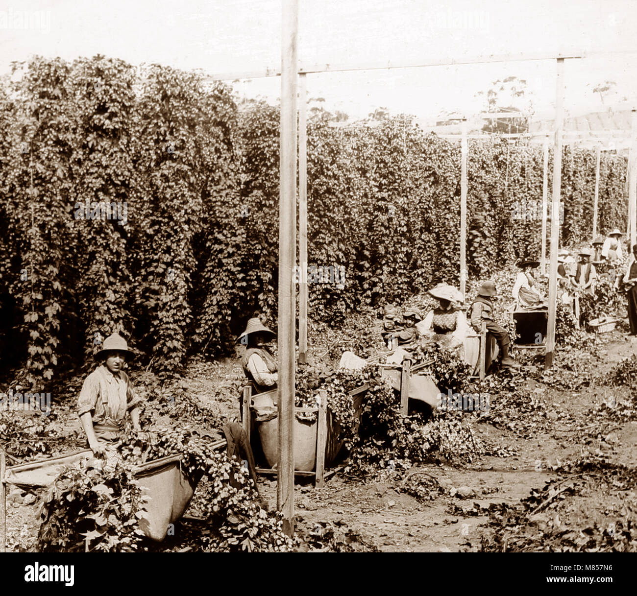 Hop picking, New Norfolk, Tasmania, Victorian period Stock Photo