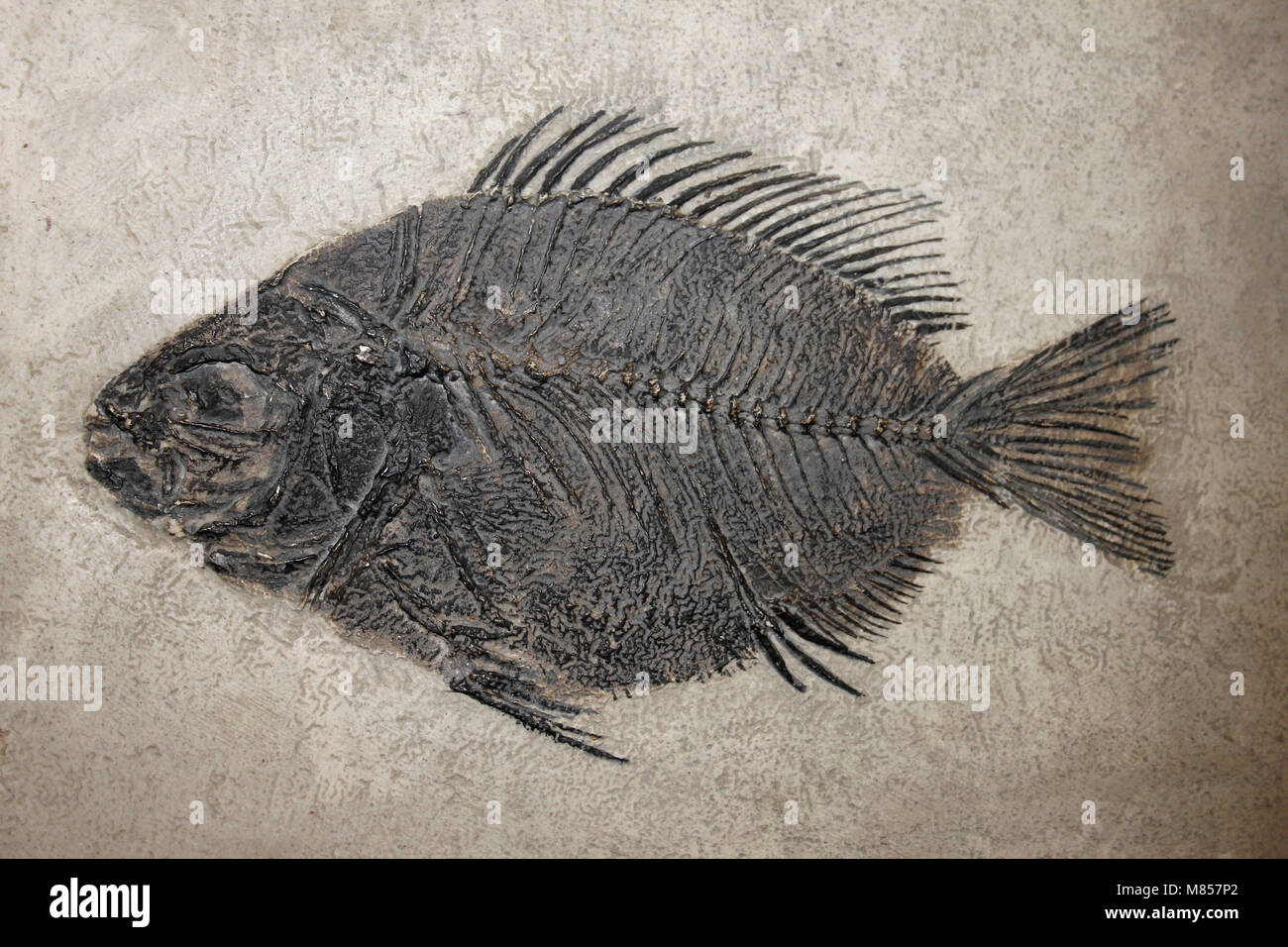 Fossil Fish Priscacara peali -  Green River Formation, Wyoming, USA Stock Photo