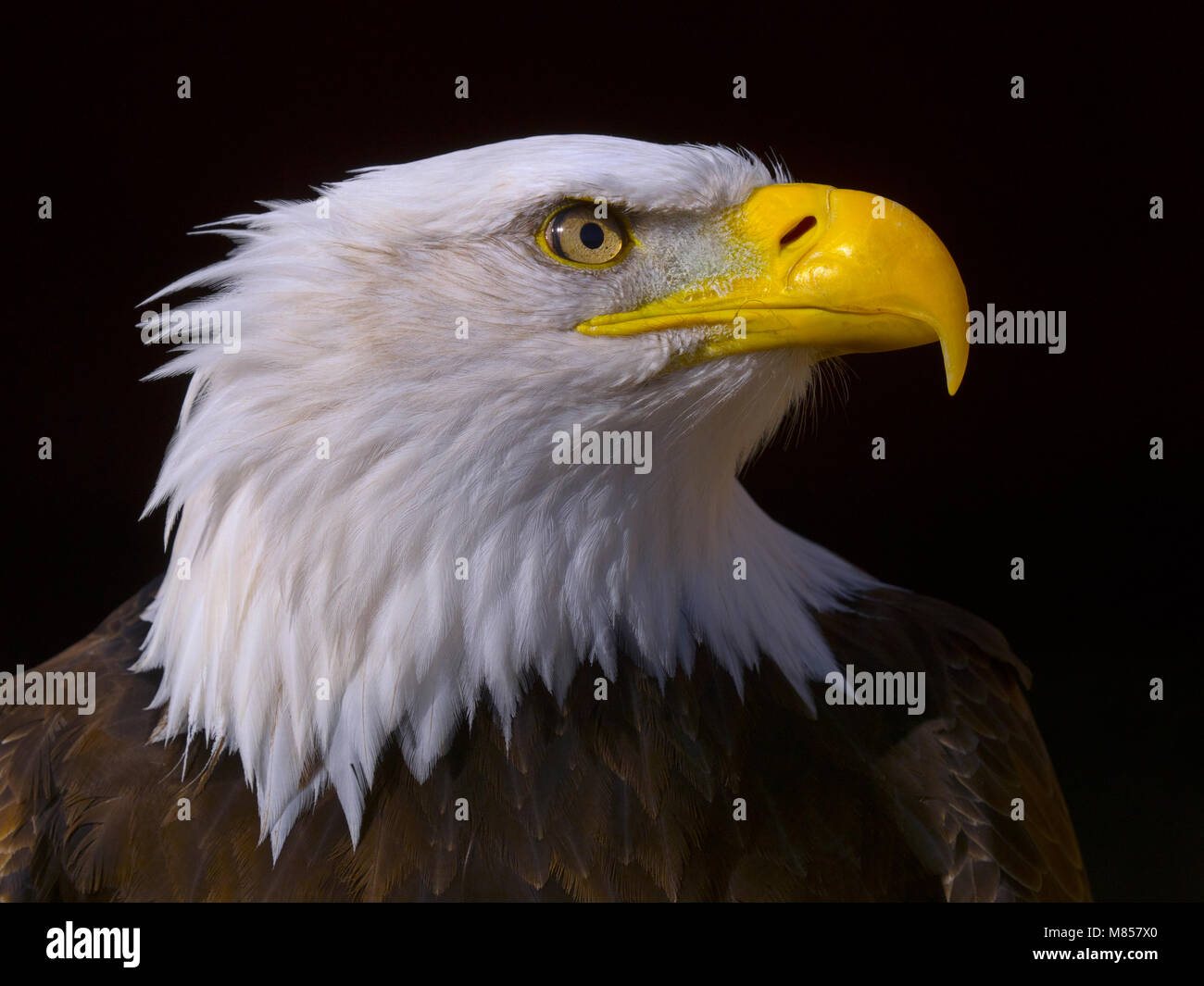 Male Bald eagle Haliaeetus leucocephalus Stock Photo Alamy