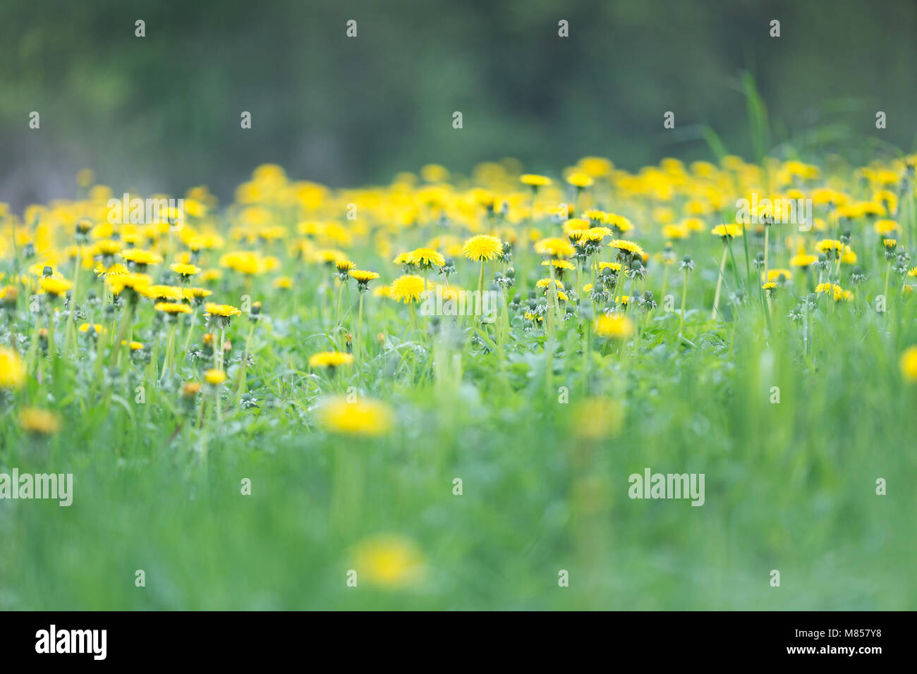 Spring meadow with yellow blooming dandelions Stock Photo