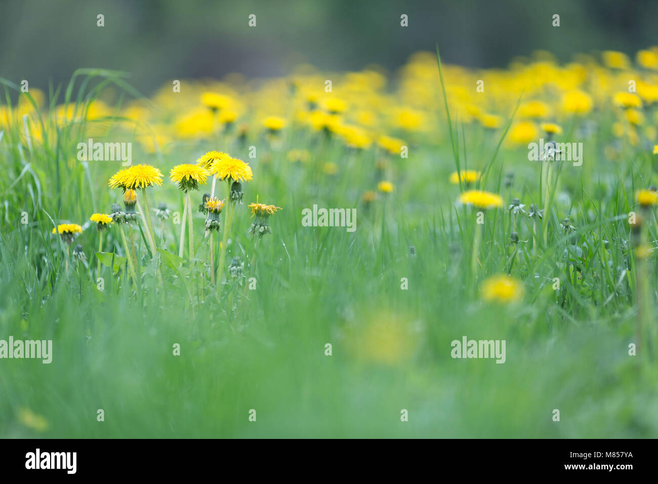 Spring meadow with yellow blooming dandelions Stock Photo