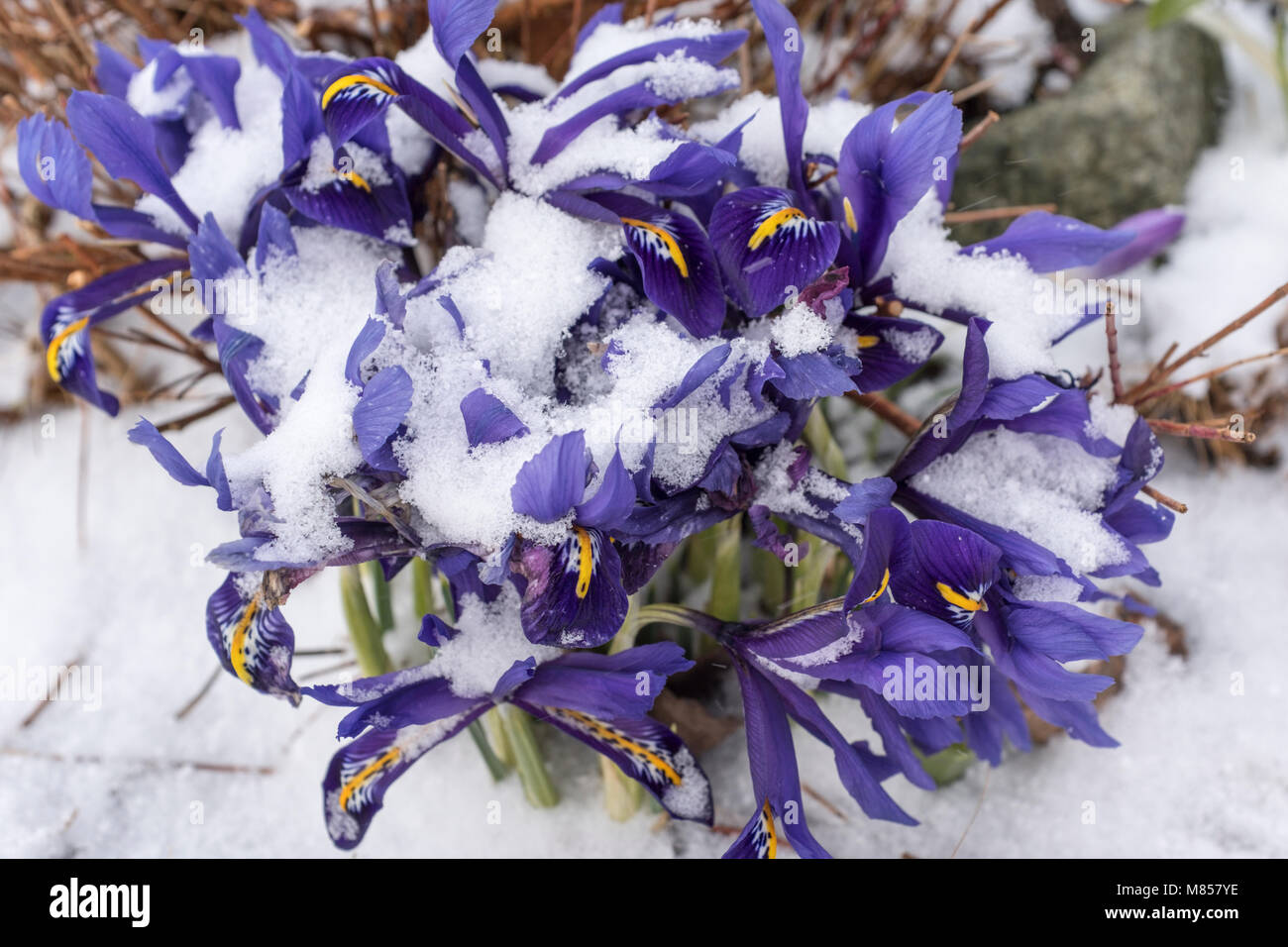 Blooming Spring blue dwarf iris,(Iris reticulata) emerging through the snow and ice. March 2018 England, UK Stock Photo