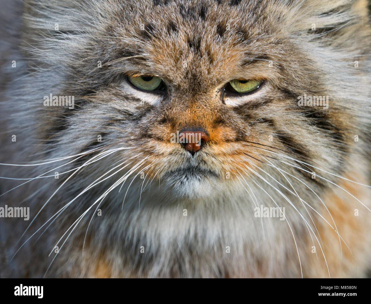 Pallas's cat Otocolobus manul Stock Photo