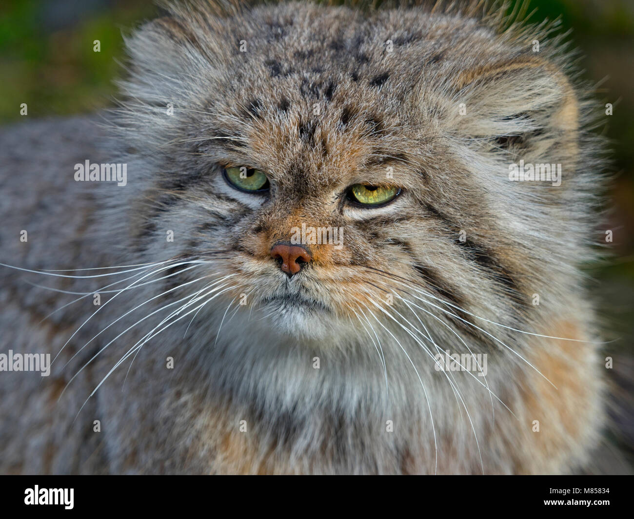 Pallas's cat Otocolobus manul Stock Photo