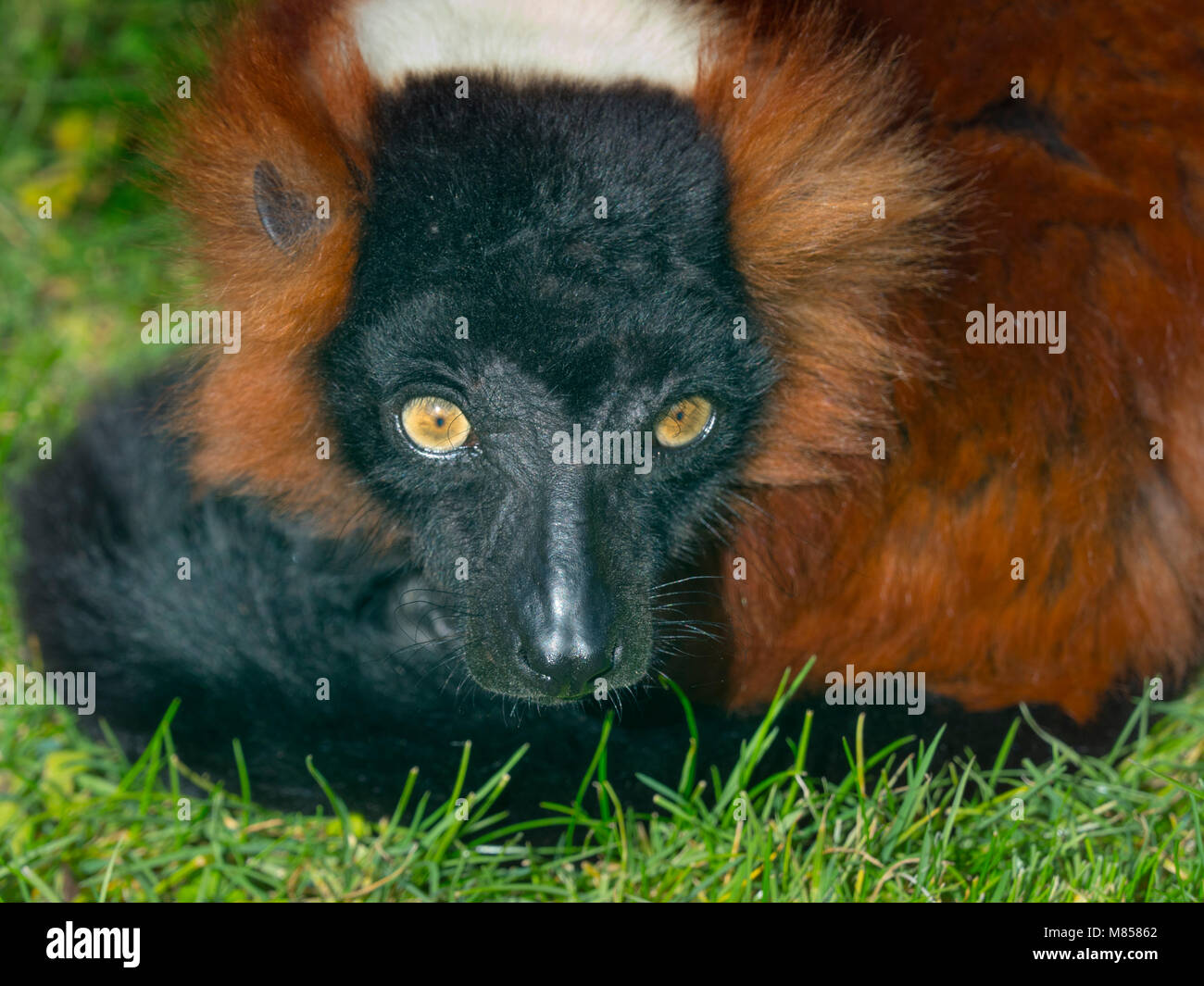Red-ruffed lemur Varecia rubra Captive portrait Stock Photo - Alamy