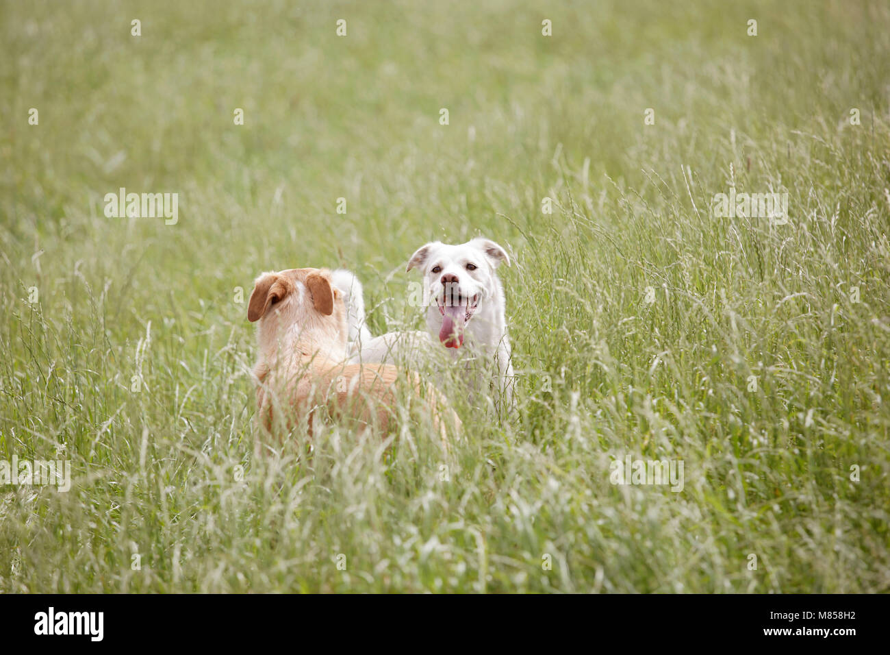 two dogs are romping on a big green field Stock Photo