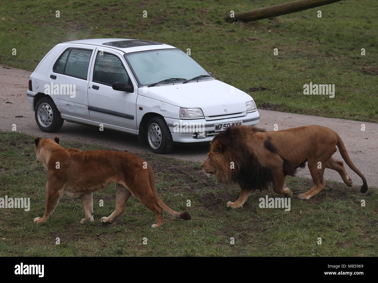 Lions look at a smoke filled car at Blair Drummond Safari Park, near Stirling, as staff simulated a car fire inside the lion enclosure to test the response of animal handlers and the fire service. Stock Photo