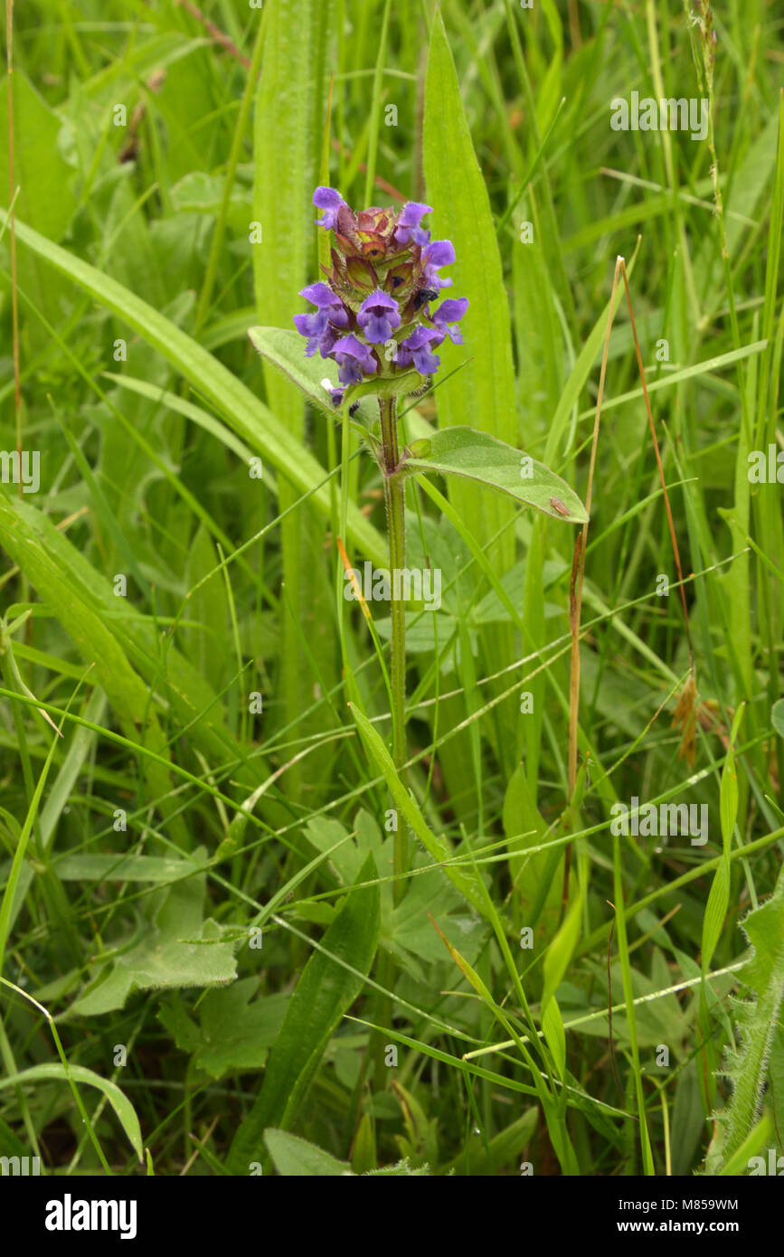 Selfheal, Prunella vulgaris Stock Photo