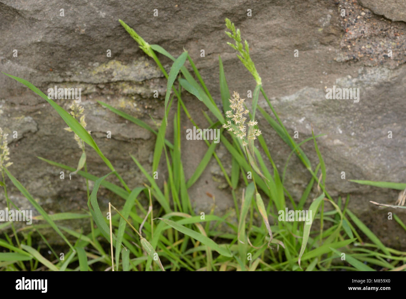 Water Bent, Polypogon viridis Stock Photo