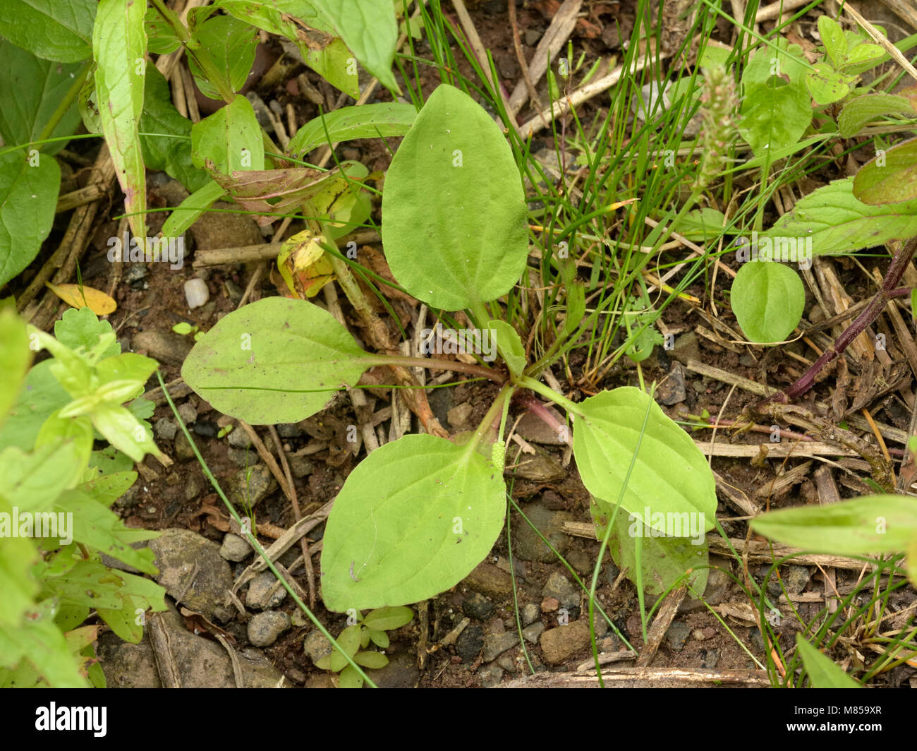 Greater Plantain (subspecies intermedia), Plantago major subspecies intermedia Stock Photo