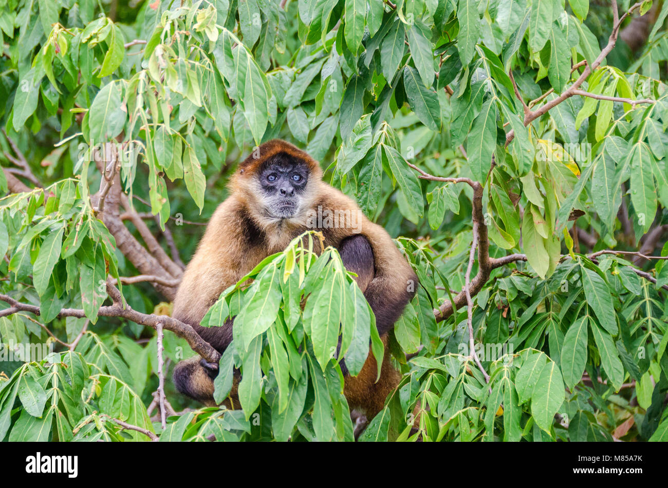 Geoffroy's spider monkey (Ateles geoffroyi ornatus), also known as the black-handed spider monkey, the largest New World monkeys sitting on a tree on  Stock Photo