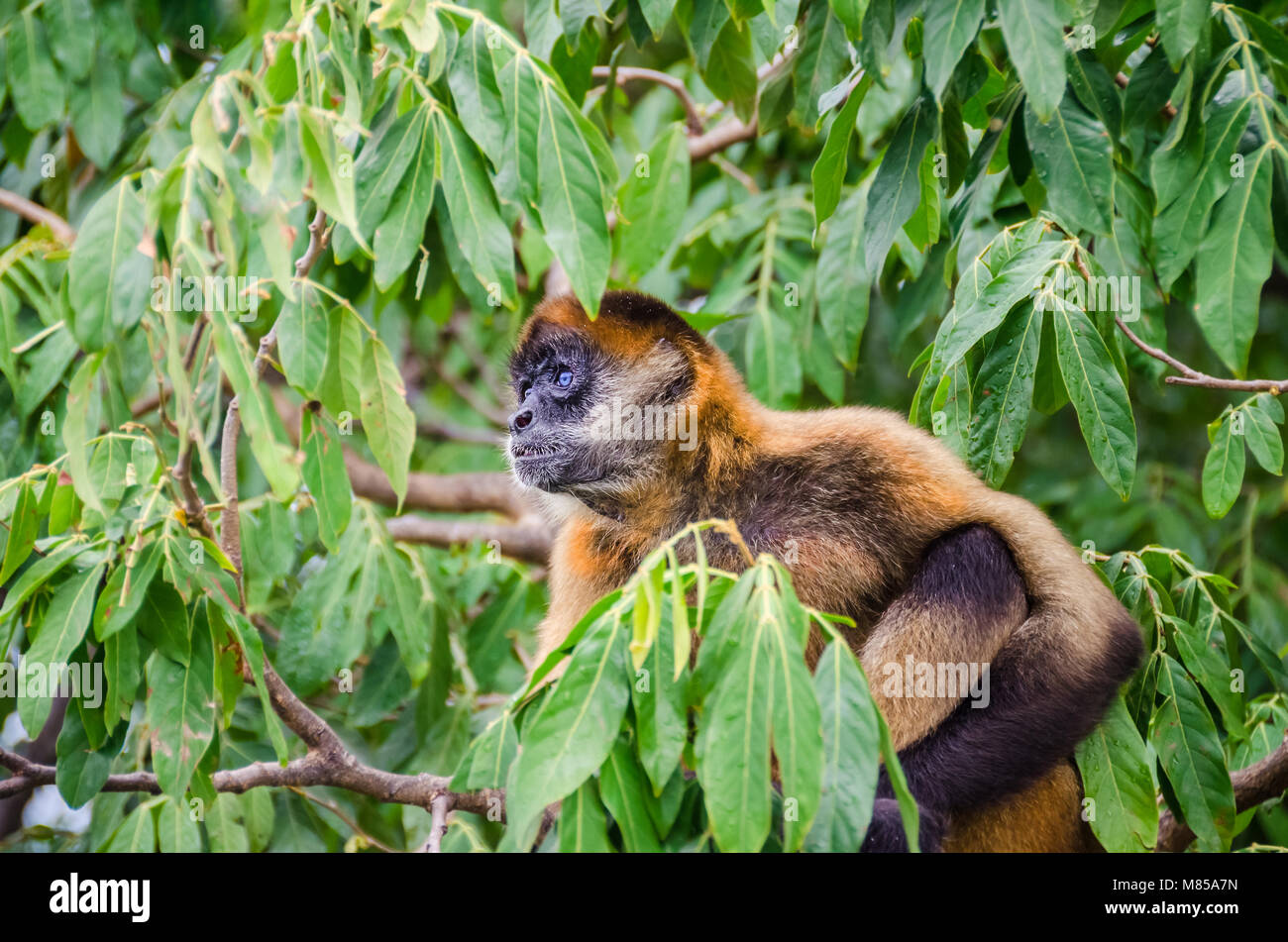 Geoffroy's spider monkey (Ateles geoffroyi ornatus), also known as the black-handed spider monkey, the largest New World monkeys sitting on a tree Stock Photo
