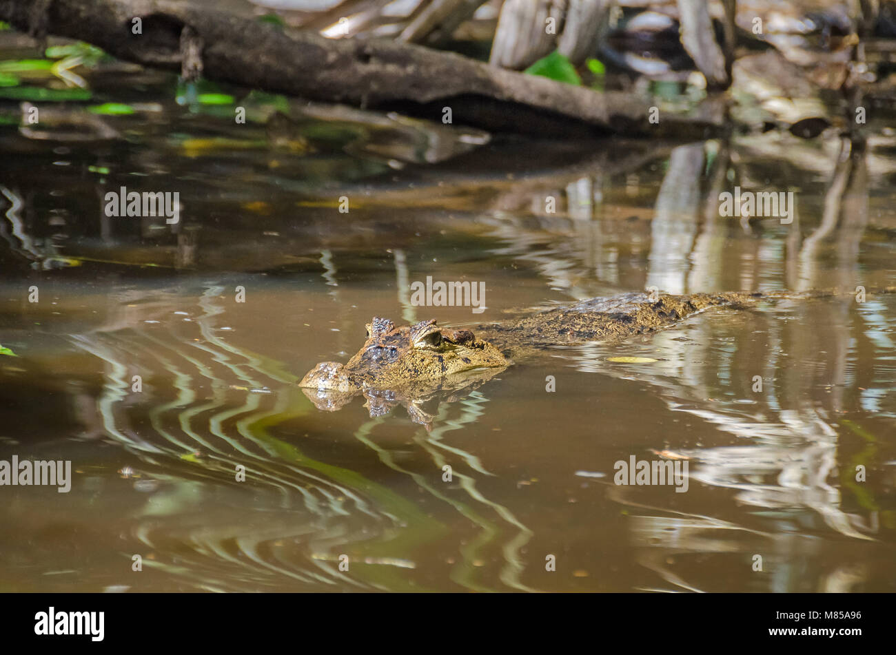 Spectacled caiman (Caiman crocodilus), or white caiman or common caiman in one of the small rivers  in Tortuguero, Costa Rica. Stock Photo