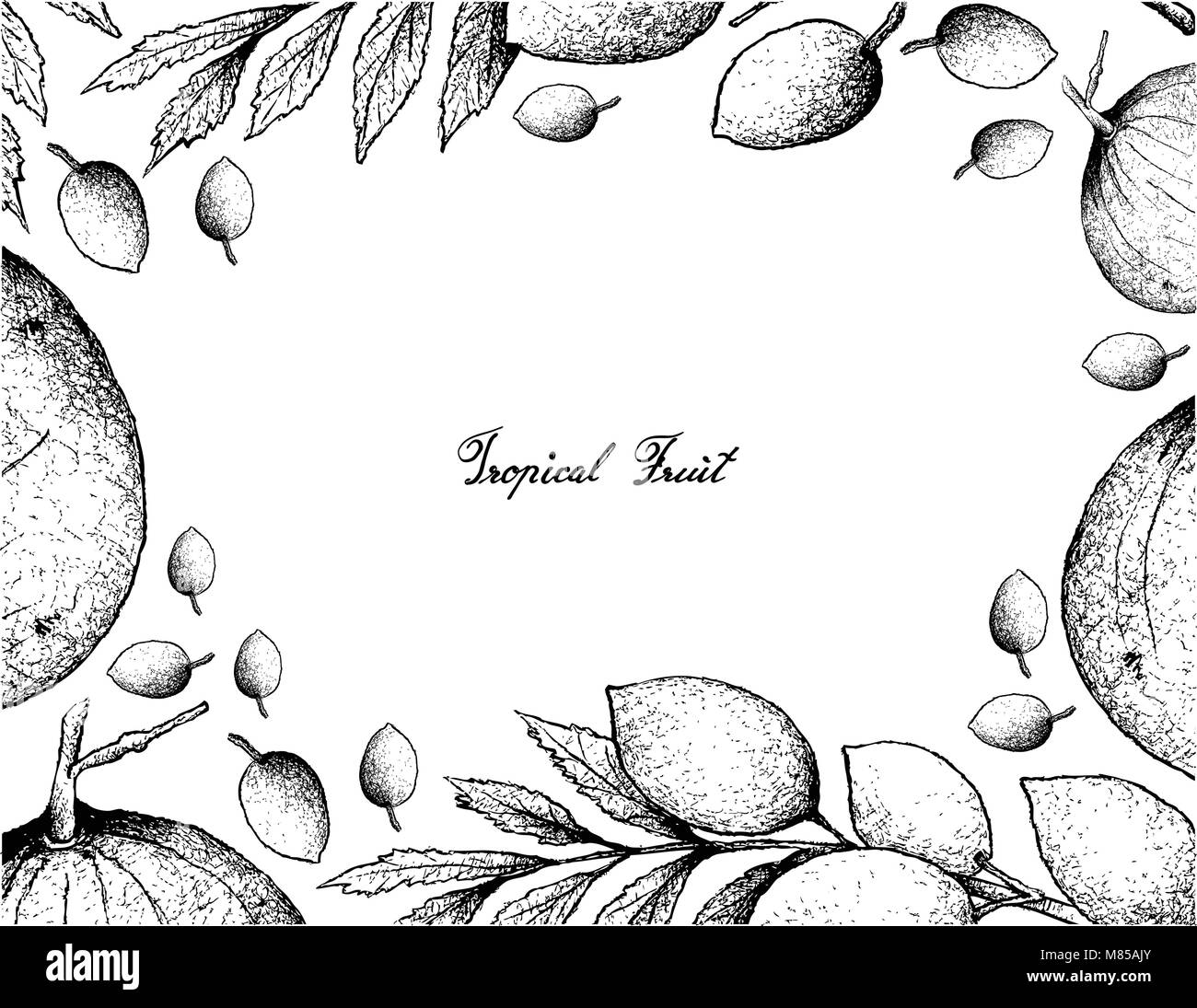 Tropical Fruits, Illustration Frame of Hand Drawn Sketch Sandoricum Koetjape, Santol or Krathon and Elaeocarpus Hygrophilus Fruits. A Tropical Fruit i Stock Vector