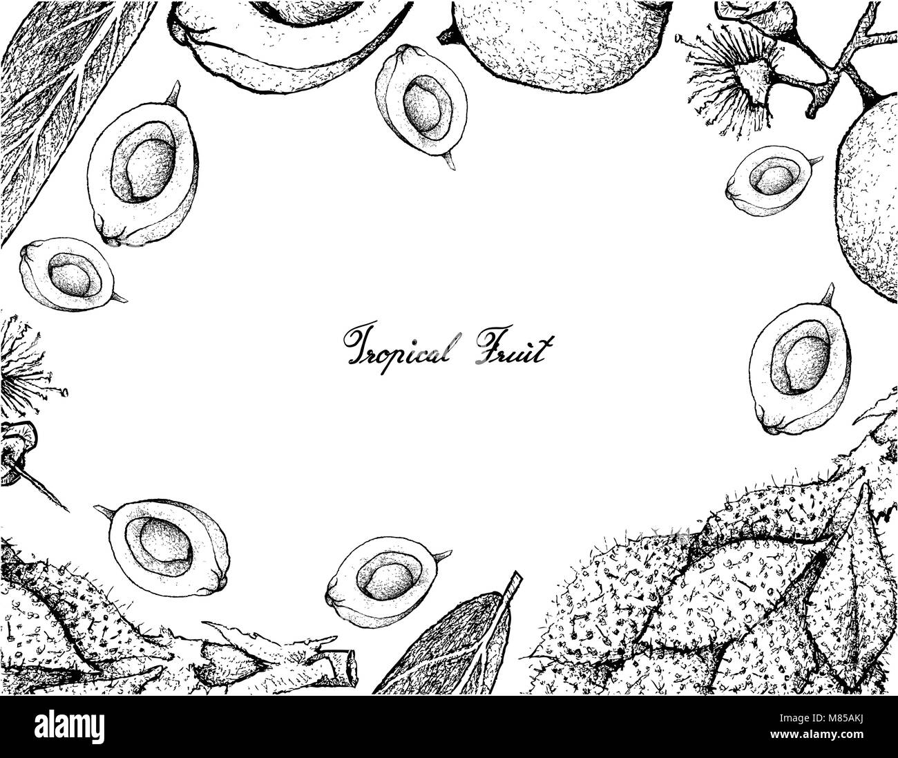 Tropical Fruits, Illustration Frame of Hand Drawn Sketch Luk Rakam or Salacca Wallichiana and  Mountain Apple, Malabar Plum, Water Rose Apple or Syzyg Stock Vector