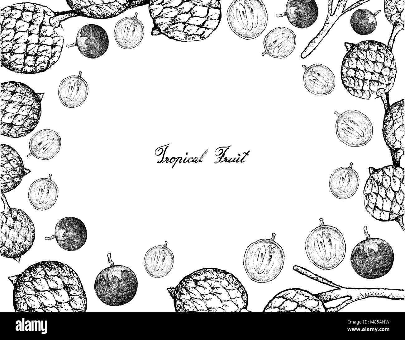 Tropical Fruits, Illustration Frame of Hand Drawn Bunch of Sketch Star Apple or Chrysophyllum Cainito and Rattan Fruits Isolated on A White Background Stock Vector