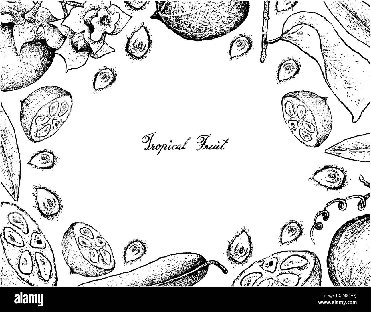 Tropical Fruit, Illustration Frame of Hand Drawn Sketch of Malabar Ebony or Diospyros Malabarica Fruits and Monk Fruit, Luo Han Guo or Siraitia Grosve Stock Vector