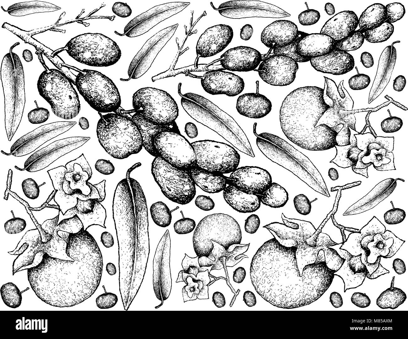 Tropical Fruit, Illustration Wallpaper Background of Hand Drawn Sketch Ripe and Sweet Malabar Ebony or Diospyros Malabarica Fruits. Stock Vector