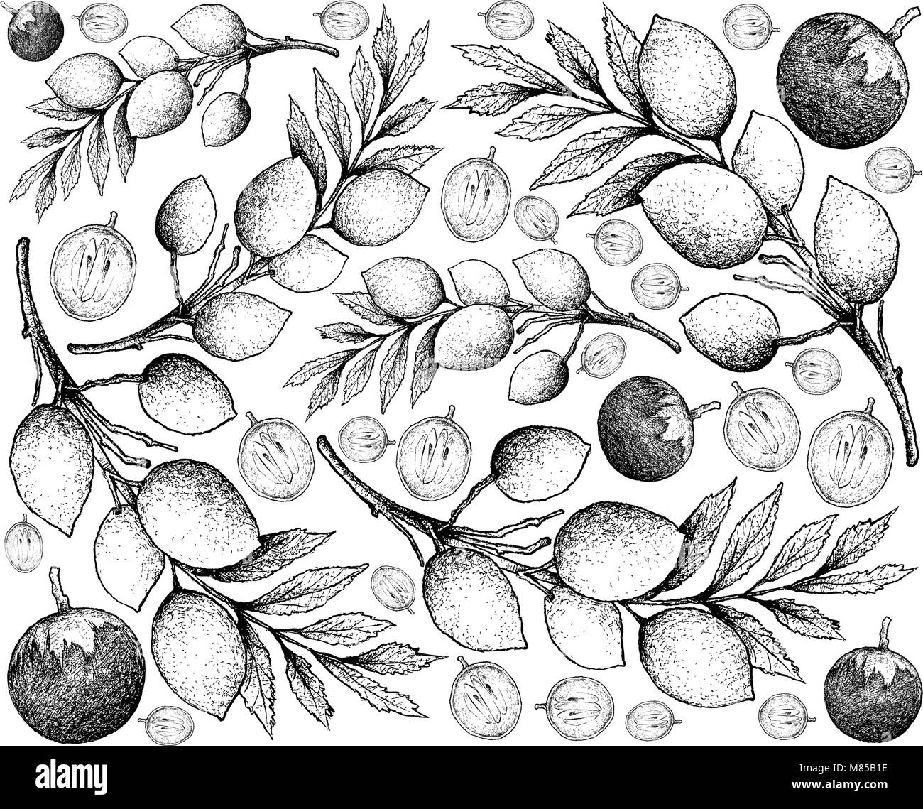 Tropical Fruit, Illustration Wallpaper Background Hand Drawn Sketch of Star Apple or Chrysophyllum Cainito and Elaeocarpus Hygrophilus Fruits. Stock Vector