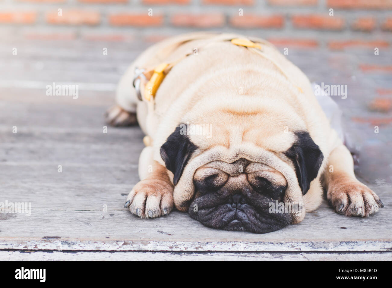 Pug lazy sale