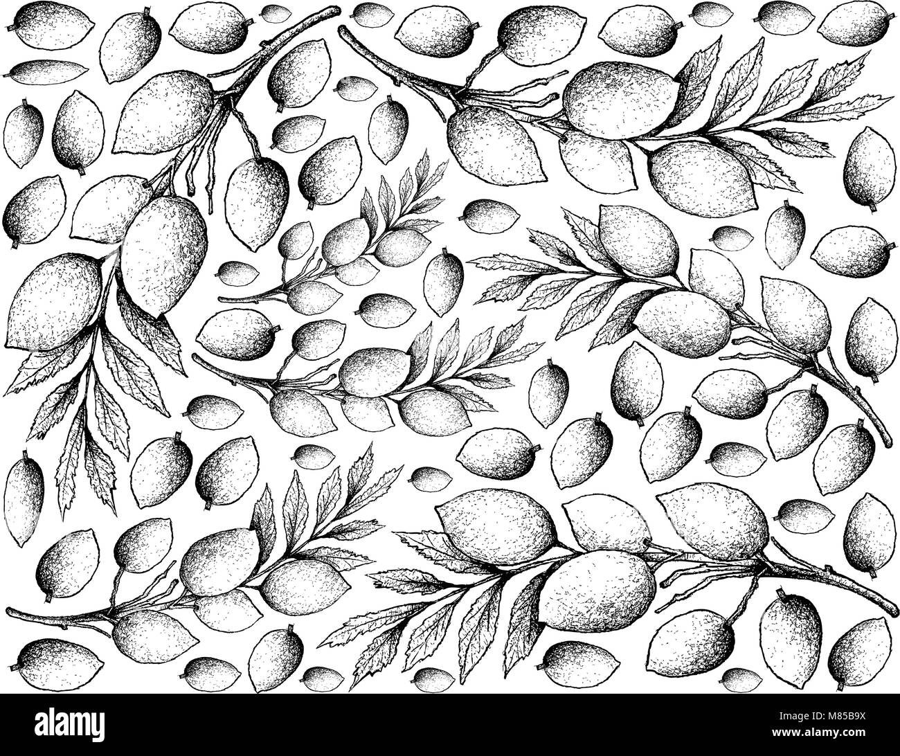 Tropical Fruit, Illustration Wallpaper Background of Hand Drawn Sketch of Fresh Elaeocarpus Hygrophilus Fruits. Stock Vector
