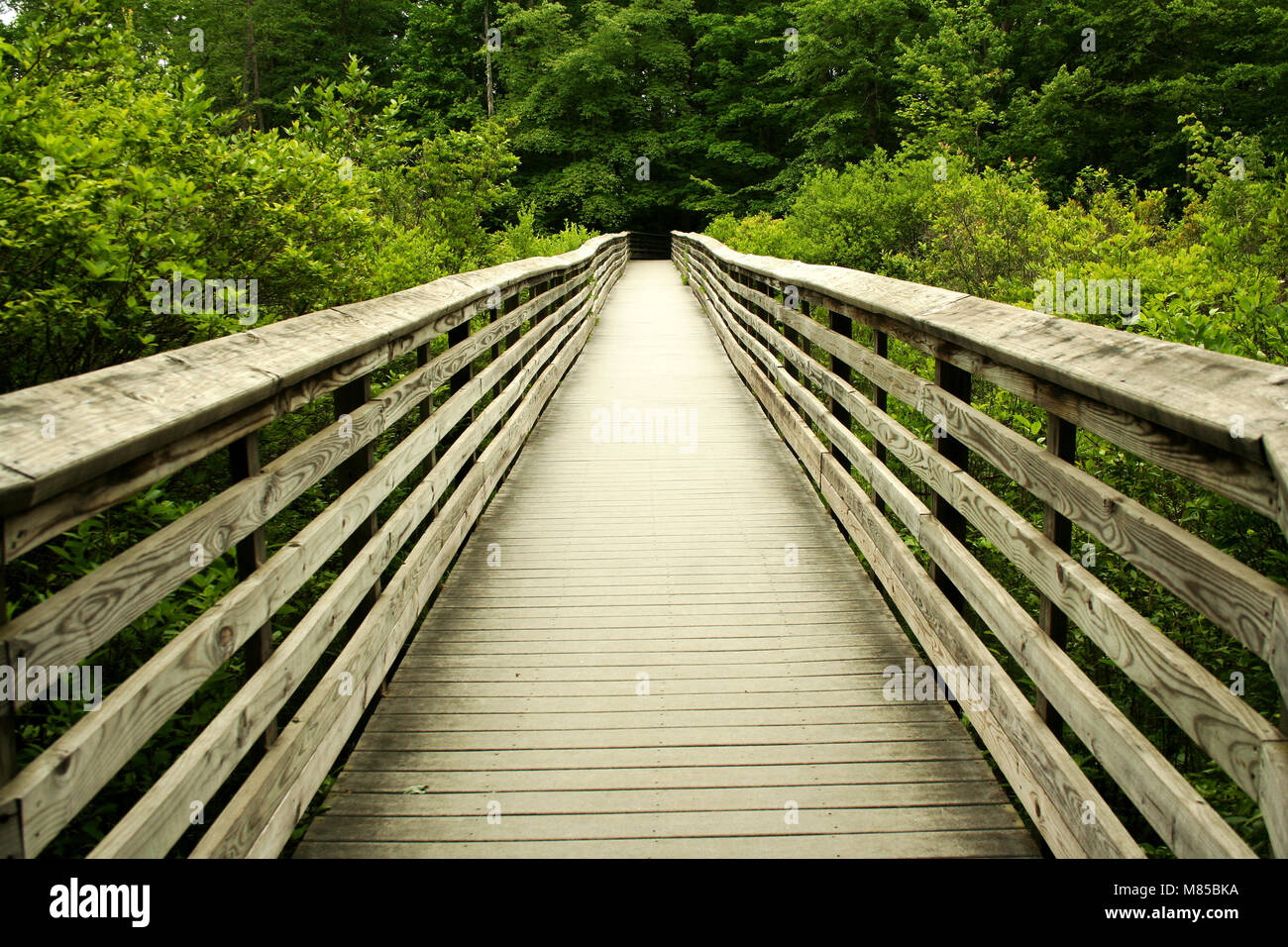 a Wooden bridge through the forest Stock Photo - Alamy