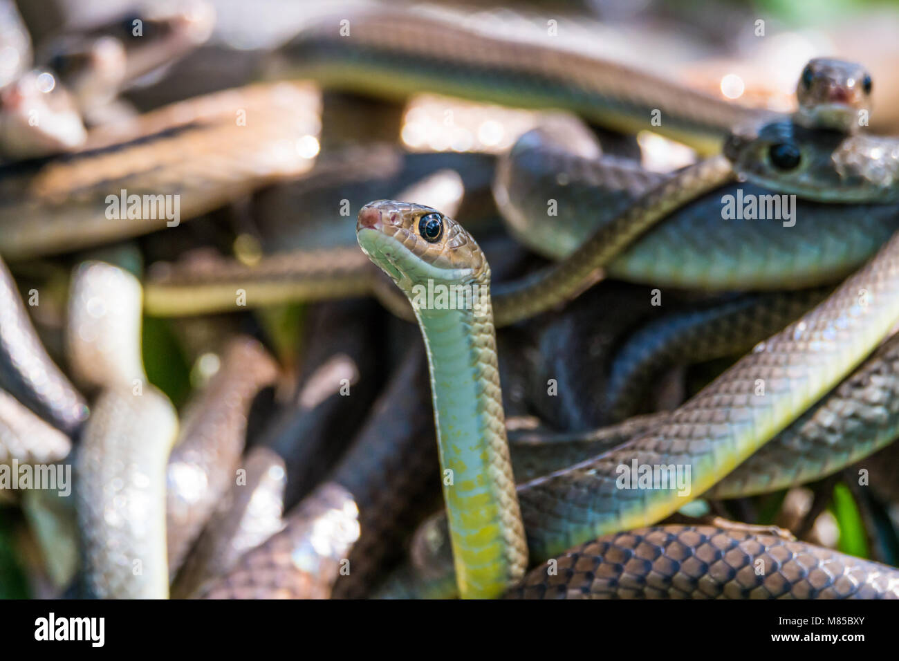 oriental rat snakes Stock Photo