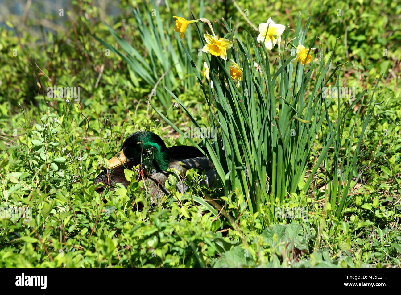 A Mallard duck near daffodils Stock Photo