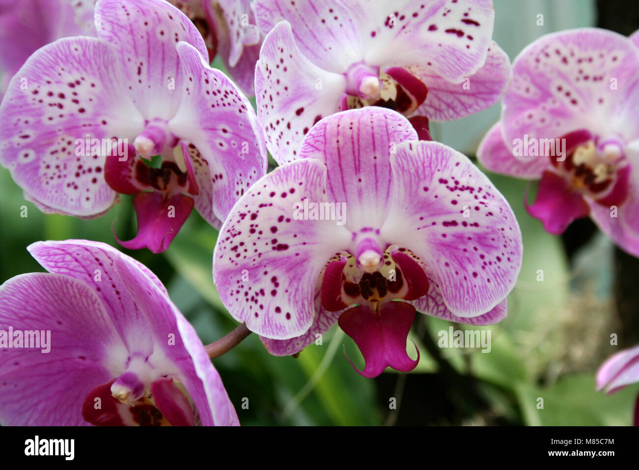 Colorful orchids close up image Stock Photo