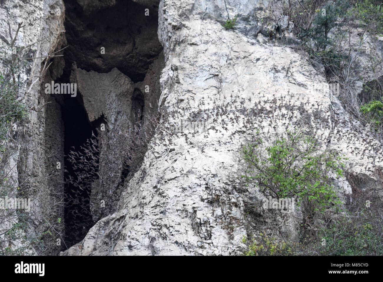 Bats flying in a row coming out of the Phnom Sempeau mountain cave at Battambang on Cambodia Stock Photo