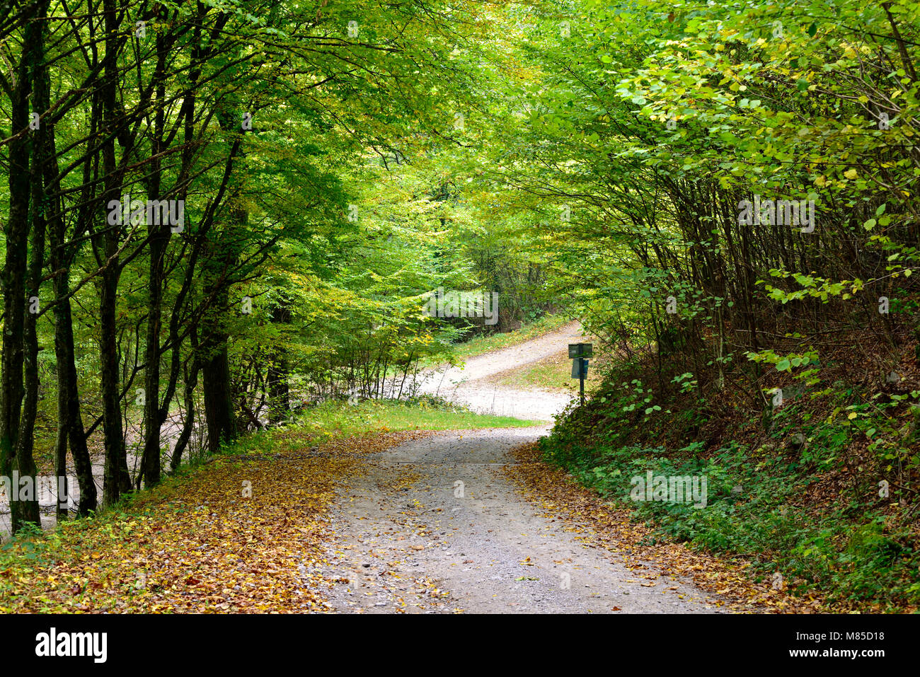 An early autumn view of a leafy twisting path in a sunlit forest in Alsace, France Stock Photo