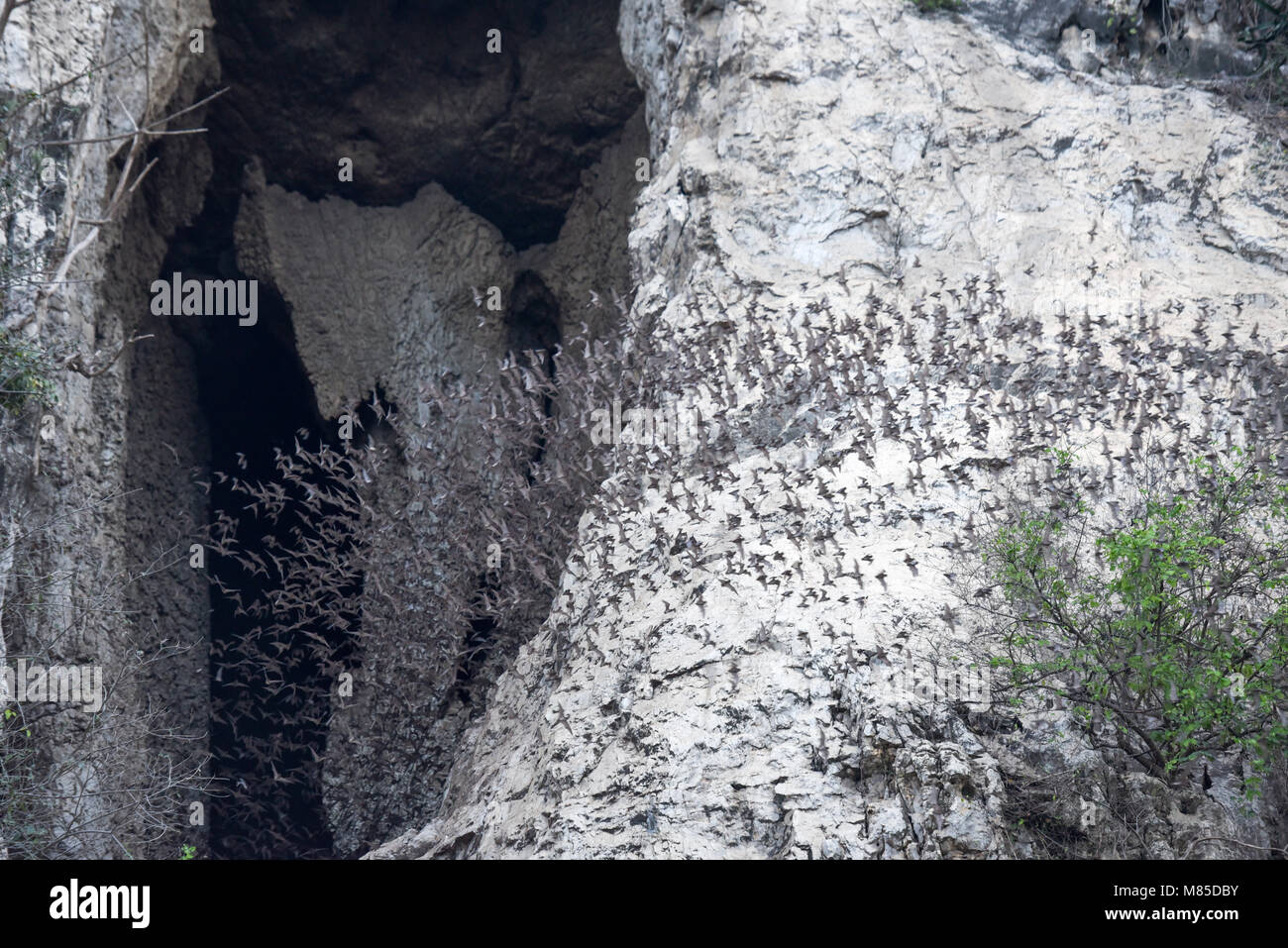 Bats fly out of cave hires stock photography and images Alamy